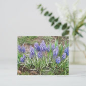 Wind Blown Trauben Hyacinths Postkarte (Stehend Vorderseite)