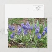 Wind Blown Trauben Hyacinths Postkarte (Vorne/Hinten)