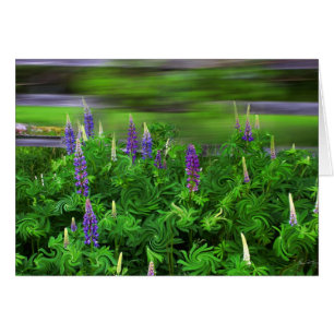 Wind in den Lupines