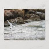 Wind Master Postkarte (Vorderseite)