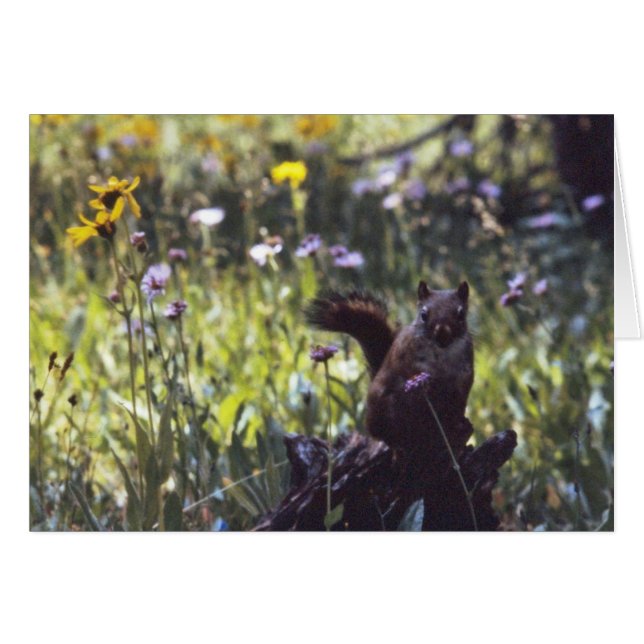 Wind_River_Range_Chickaree (Vorderseite (Horizontal))