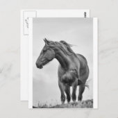 Windblown Postkarte (Vorne/Hinten)