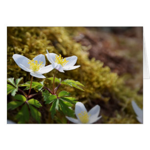 Windblume Anemone nemorosa