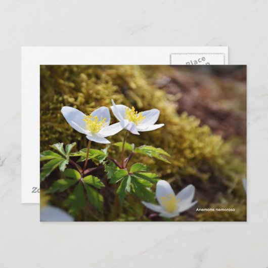 Windblume Anemone nemorosa Postkarte (Vorne/Hinten)
