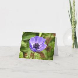 Windblumenkarte (Anemone coronaria) Feiertagskarte