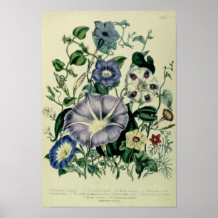 Winde, überziehen 26 "von den Damen Poster