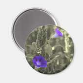 Winden-Schwarz-weißer Blumen-Magnet Magnet (Vorderseite/Rückseite)