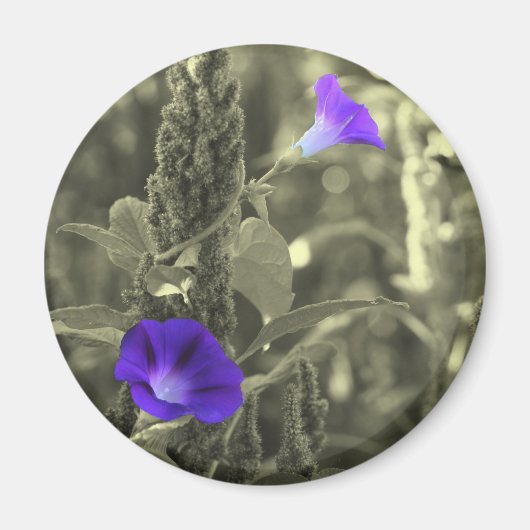 Winden-Schwarz-weißer Blumen-Magnet Magnet (Vorne)