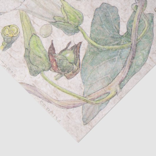 Winden-Wildblume-Blumen-Seidenpapier Seidenpapier (Detail)