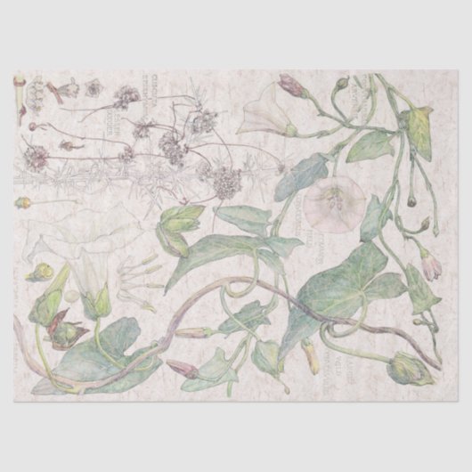 Winden-Wildblume-Blumen-Seidenpapier Seidenpapier (Vorderseite)