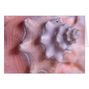 Windendes Tritonshorn