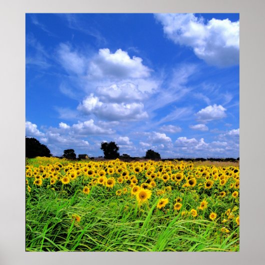 Windgekehrte Felder und Himmel Poster (Vorne)