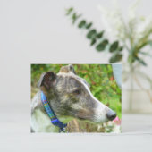 Windhund (a345) postkarte (Stehend Vorderseite)