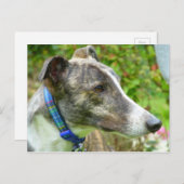 Windhund (a345) postkarte (Vorne/Hinten)