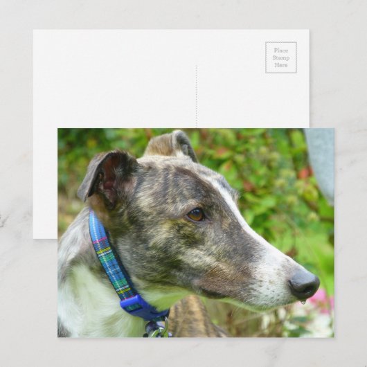 Windhund (a345) postkarte (Vorne/Hinten)