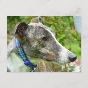 Windhund (a345) postkarte