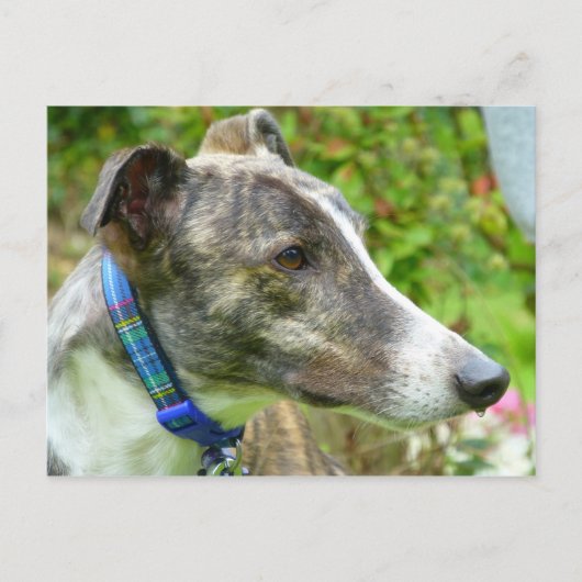 Windhund (a345) postkarte (Vorderseite)