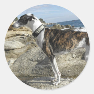 Windhund fotografiert Aufkleber