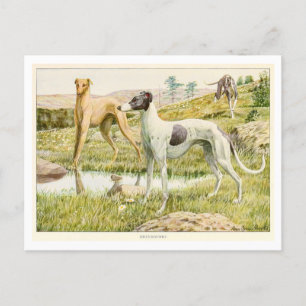Windhund-Hunde-Postkarte Postkarte