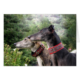 Windhund in Alarmbereitschaft