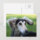 Windhund Postkarte (Vorne/Hinten)