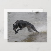 Windhund Postkarte (Vorne/Hinten)