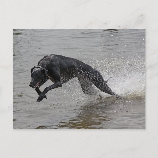 Windhund Postkarte (Vorderseite)