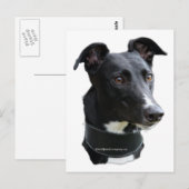 Windhund Postkarte (Vorne/Hinten)