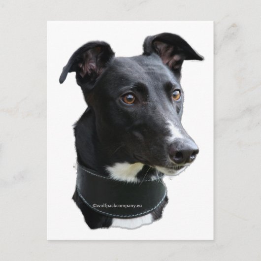 Windhund Postkarte (Vorderseite)
