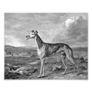Windhund Schwarz-Weiß-Illustration Fotodruck