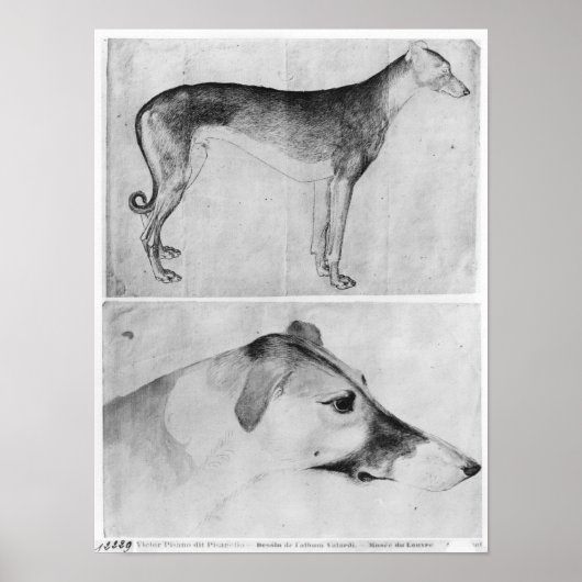 Windhund und Kopf eines Windhundes Poster (Vorne)