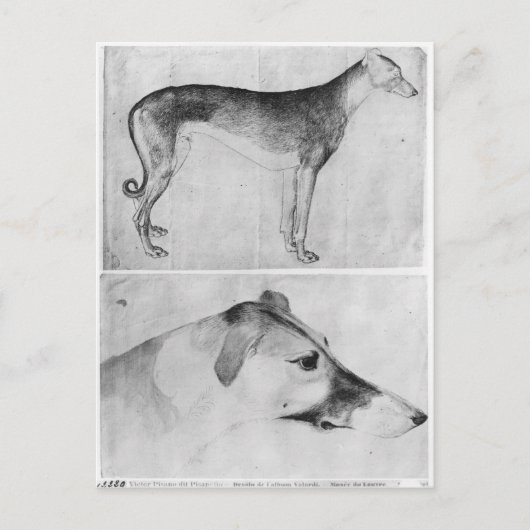 Windhund und Kopf eines Windhundes Postkarte (Vorderseite)