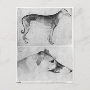 Windhund und Kopf eines Windhundes Postkarte