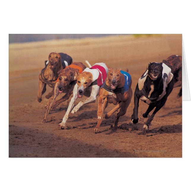 Windhunde auf dem Weg (Vorderseite (Horizontal))