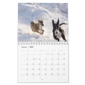Windhunde Kalender (Jan 2027)