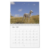 Windhunde Kalender (Mär 2027)