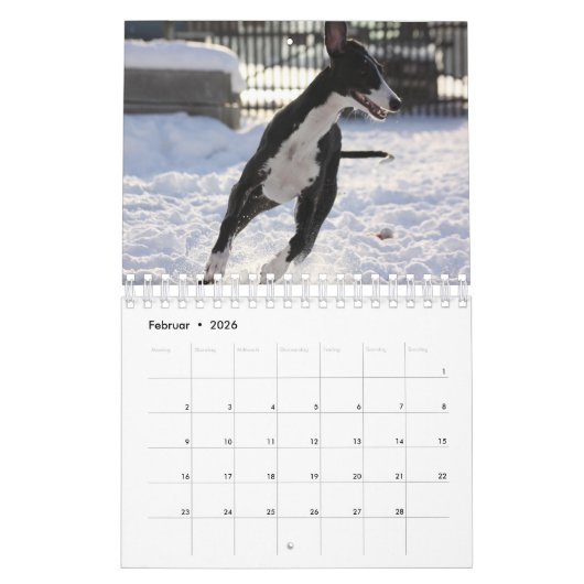 Windhunde Kalender (Feb 2026)