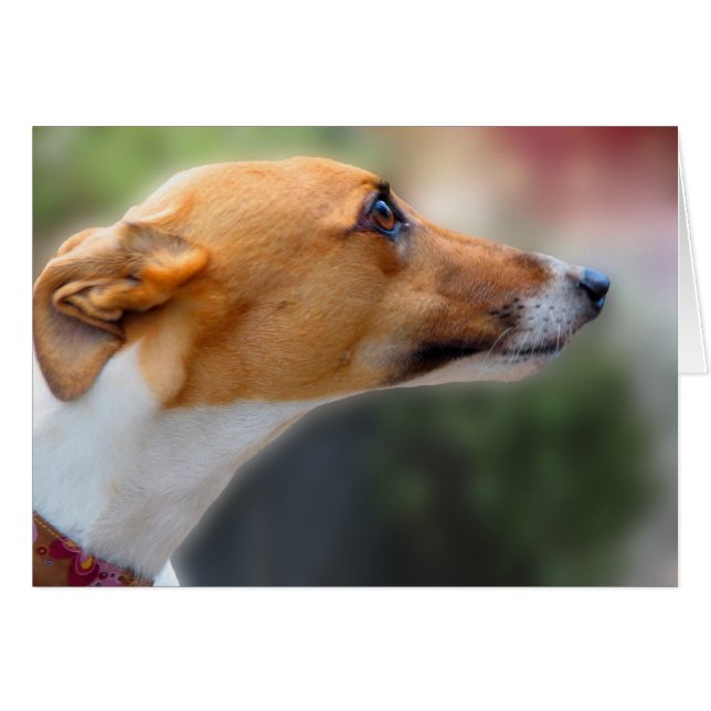 Windhundkarte (Vorderseite (Horizontal))