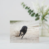 Windhundrennen Postkarte (Stehend Vorderseite)