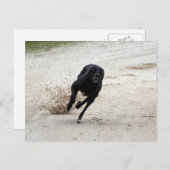 Windhundrennen Postkarte (Vorne/Hinten)