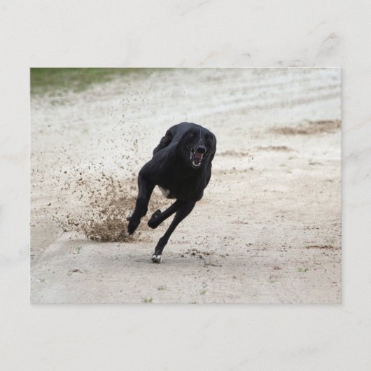 Windhundrennen Postkarte (Vorderseite)