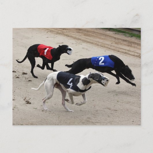 Windhundsprint Postkarte (Vorderseite)