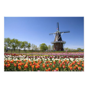 Windmill Island Park mit Tulpen in Blüte bei Fotodruck
