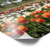 Windmill Island Park mit Tulpen in Blüte bei Fotodruck (Ecke)