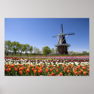 Windmill Island Park mit Tulpen in Blüte bei Poster