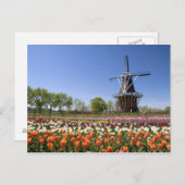Windmill Island Park mit Tulpen in Blüte bei Postkarte (Vorne/Hinten)