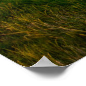 Windmühle auf dem Land in Holland großes Poster (Ecke)