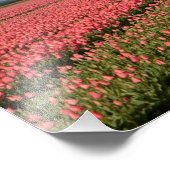 Windmühle mit rosa Tulpen im Frühjahr Fotodruck (Ecke)