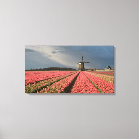 Windmühle mit rosa Tulpen im Frühjahr Leinwanddruck (Vorderseite)