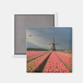 Windmühle mit rosa Tulpen im Frühjahr Magnet (Vorderseite/Rückseite)
